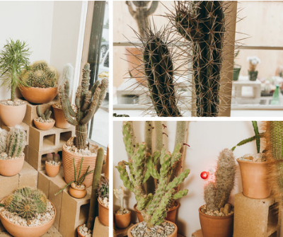 How to Keep an Artful Pot of Desert Plants Alive Indoors
